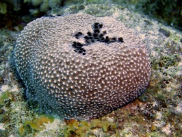 009 Black Ball Sponge IMG 5741